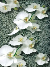 Fotótapéta Fehér orchideák elegancia és frissesség a belső térben 206x275 +ragasztó