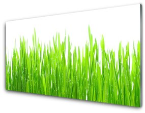 Modern üvegkép Grass Nature Plant 100x50 cm 2 fogas