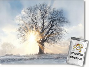 Fotótapéta Flizelina Tél Fa Hó Nap Fagy Reggel 150x105 ragasztó