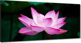 Vászonkép 120x60 Lótuszvirág