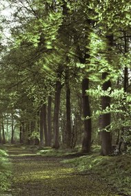 Poszter 20x30cm Tavaszi erdei ösvény 2, Assaf Frank