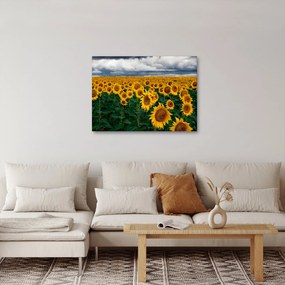 Napraforgó mező képe (70x50 cm)