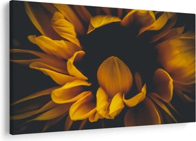 Kép - Napraforgó fekete háttérben (90x60 cm)