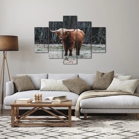 Kép - Skót tehén 2 (150x105 cm)