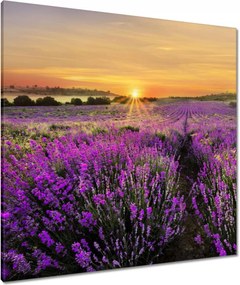 Vászonkép 80x80 Levendula naplemente