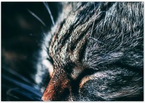 Poszterek 100x70 Cica Cicák