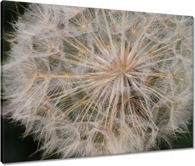 Vászonkép 80x60 Pitypang Virág Virágok