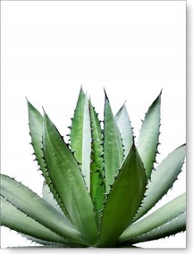 Levelek poszter B1 100x70cm #59B