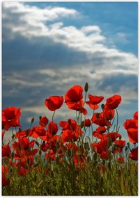 Poszterek 70x100 Pipacs VirĂĄgok