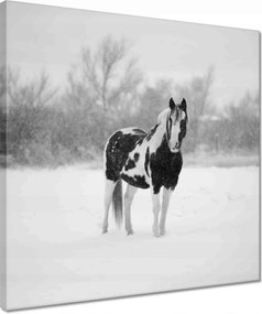 Vászonkép 40x40 Ló Fekete-fehér poszter