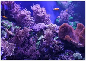 Poszterek 100x70 Víz alatti tengeri világ