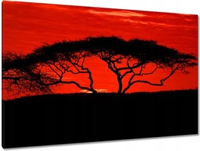 Festmények 120x80 Akác Afrikában