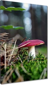 Vászonkép 80x120 Gomba Vörös légykapó