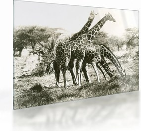 Üveg kép - Zsiráfok, vintage (70x50 cm)
