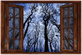 Poszterek 90x60 Erdő Fák Kilátás alulról