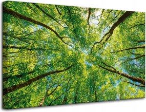 Vászonkép Fák Levelek Természet Erdő Tavasz 80x50 cm