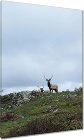 Vászonkép 70x100 Szarvas felszarvazott
