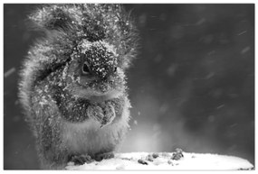 Kép - Mókus télen (90x60 cm)