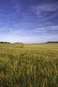 Poszter 30x45cm Búzamező a kék égbolt hátterében, Assaf Frank