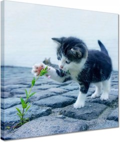 Vászonkép 30x30 Kíváncsi cica