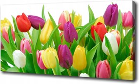 Vászonkép Színes tulipánok 100x70 cm