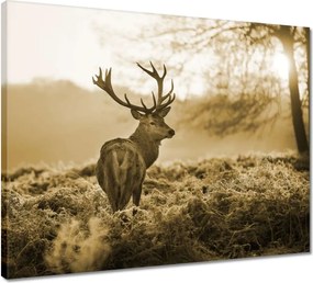 Vászonkép 50x40 Szarvas az erdőben