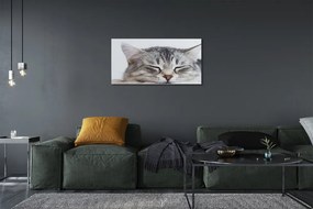 Canvas képek álmos macska 125x50 cm