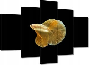 Festmények 150x105 Arany sziámi hal