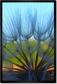 Poszterek keretben 40x60 Pitypang Virág Virágok