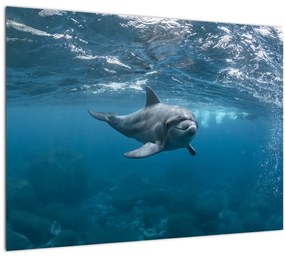 Kép - Delfin a felszín alatt (üvegen) (70x50 cm)