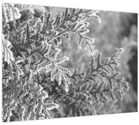 Kép - Lucfenyő erdő (70x50 cm)