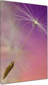 Vászonkép 80x120 Pitypang Virág Virágok