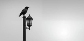 Poszter 91,3x44,5cm Magányos Holló Állvány
