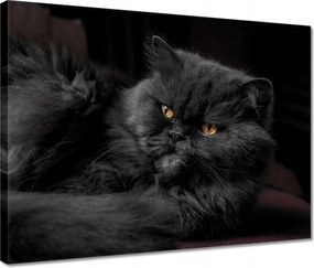 Vászonkép 40x30 Cica Cicák