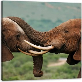 Vászonkép Elefántpár Közel egymáshoz Természet Szépség Természet 40X40 cm