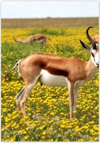 Poszterek 70x100 Antilop a virágok között