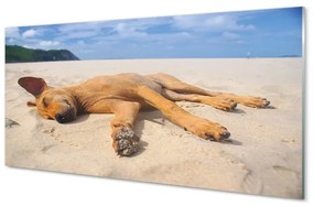 Üvegképek Fekvő kutya strand 100x50 cm