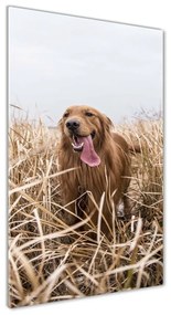 Akrilkép Golden retriever oav-122552617