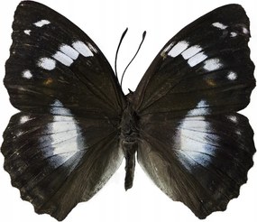 Poszter 60x60cm Pillangó fehér alapon, Assaf Frank