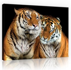 Vászonkép, Tigrisek 80x60 cm méretben