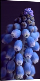 Botanika Vászonkép Örmény zafír 60x120 c