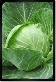 Poszterek keretben 40x60 Fiatal káposzta