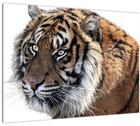 Tigris képe (üvegen) (70x50 cm)