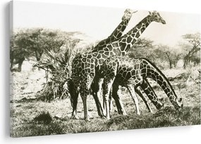 Kép - Zsiráfok, vintage (90x60 cm)