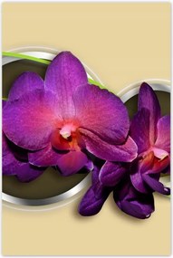 Poszterek 80x120 Orchideák