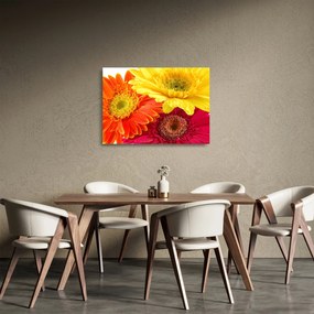 Üveg kép - Virágok Gerbery (70x50 cm)
