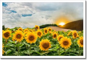 Poszterek keretben 60x40 Tájkép Napraforgók