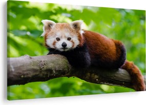 A vörös panda képe (90x60 cm)