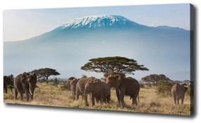 Vászonkép Elefántok kilimandzsáró oc-100418826