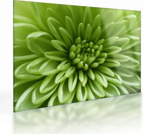 Üveg kép - Makro kép egy növényről (70x50 cm)